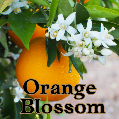 Orange Blossom