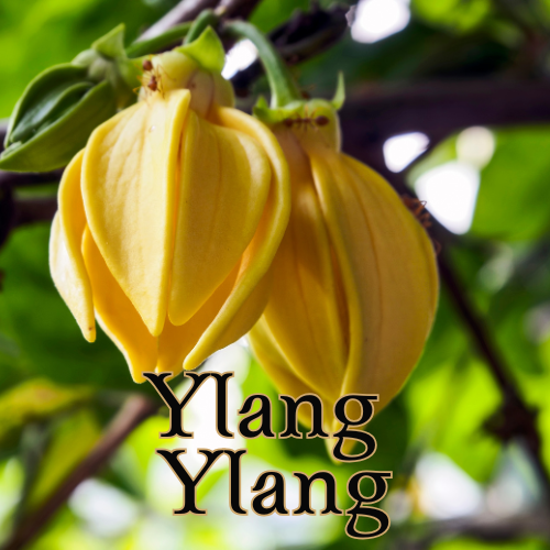 Ylang Ylang